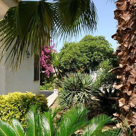 Bougainvillea *
